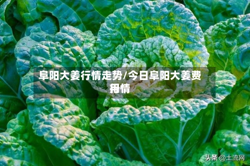 阜阳大姜行情走势/今日阜阳大姜费用行情-第2张图片