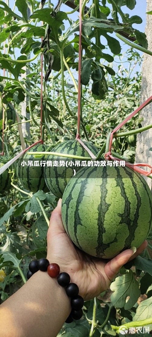小吊瓜行情走势(小吊瓜的功效与作用)