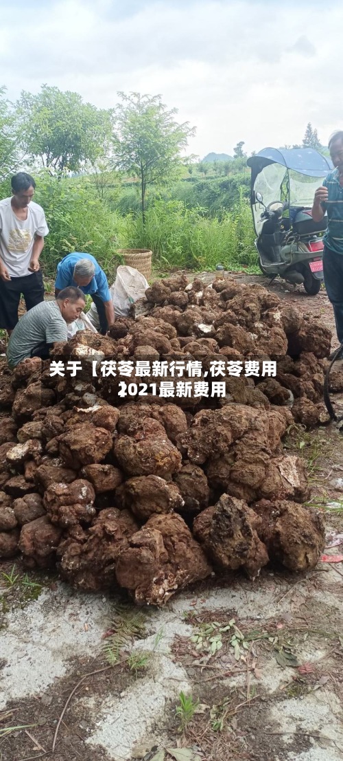 关于【茯苓最新行情,茯苓费用
2021最新费用
】