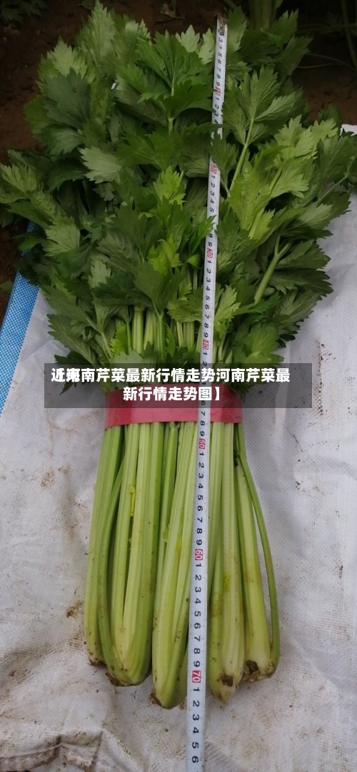 近来【河南芹菜最新行情走势河南芹菜最新行情走势图】-第2张图片
