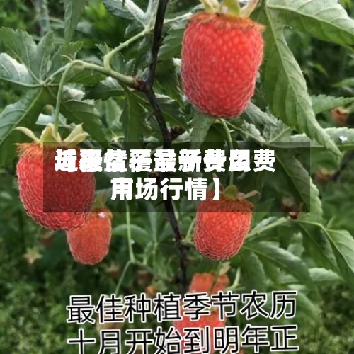 近来【覆盆子最新费用与行情覆盆子什么费用市场行情】