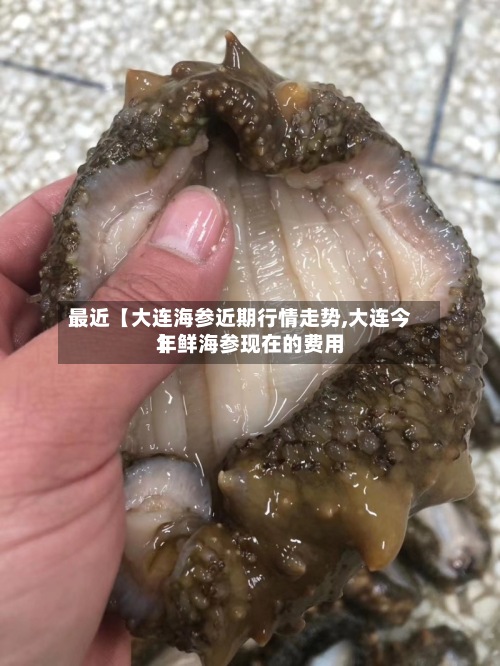 最近【大连海参近期行情走势,大连今年鲜海参现在的费用】
