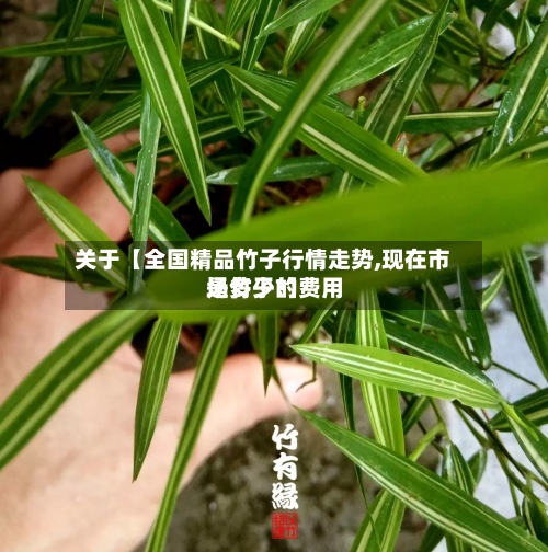 关于【全国精品竹子行情走势,现在市场竹子的费用
是多少?】