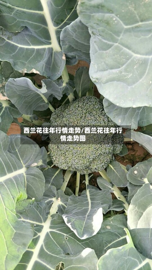 西兰花往年行情走势/西兰花往年行情走势图-第2张图片