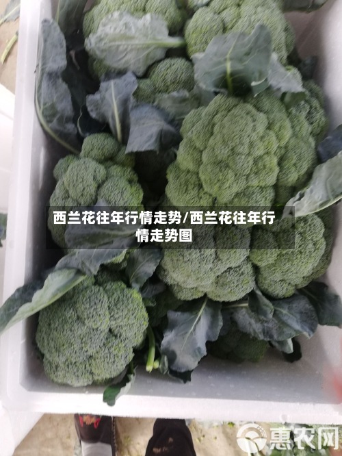 西兰花往年行情走势/西兰花往年行情走势图-第3张图片