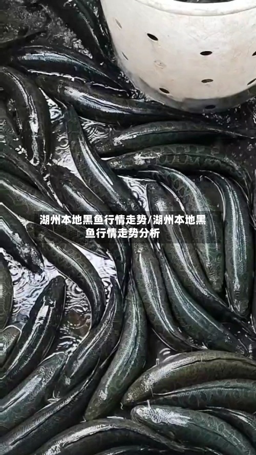 湖州本地黑鱼行情走势/湖州本地黑鱼行情走势分析-第3张图片