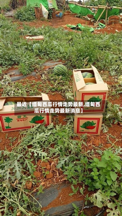 最近【缅甸西瓜行情走势最新,缅甸西瓜行情走势最新消息】-第2张图片