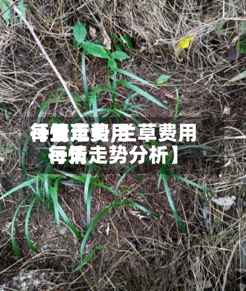 【兰草费用
每天
行情走势,兰草费用
每天
行情走势分析】-第2张图片
