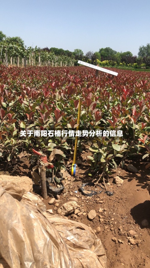 关于南阳石楠行情走势分析的信息