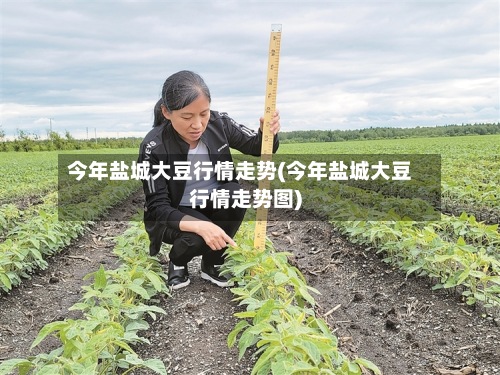 今年盐城大豆行情走势(今年盐城大豆行情走势图)