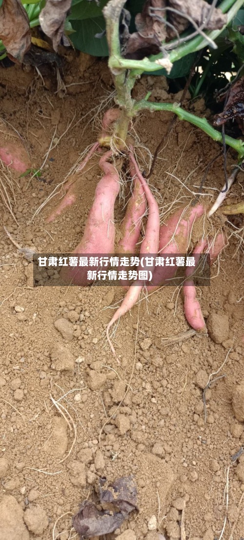 甘肃红薯最新行情走势(甘肃红薯最新行情走势图)