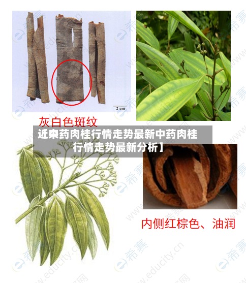 近来【中药肉桂行情走势最新中药肉桂行情走势最新分析】-第2张图片
