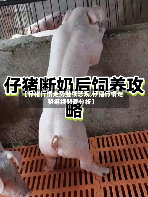 【仔猪行情走势继续悲观,仔猪行情走势继续悲观分析】-第2张图片
