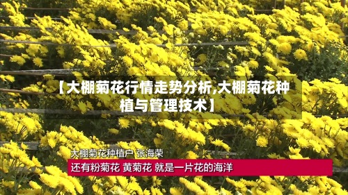 【大棚菊花行情走势分析,大棚菊花种植与管理技术】