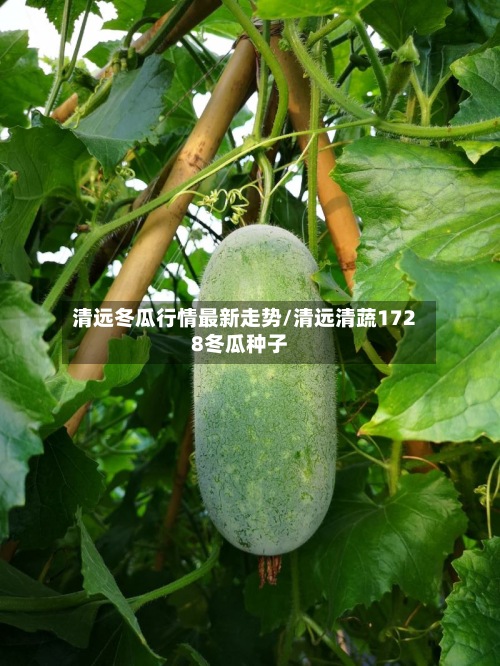 清远冬瓜行情最新走势/清远清蔬1728冬瓜种子