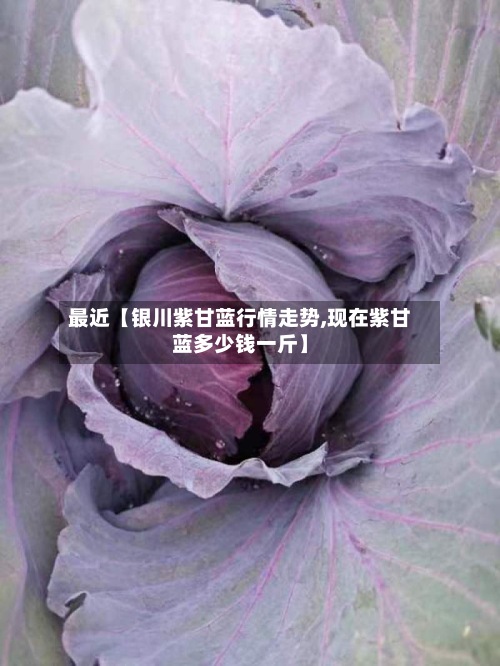 最近【银川紫甘蓝行情走势,现在紫甘蓝多少钱一斤】