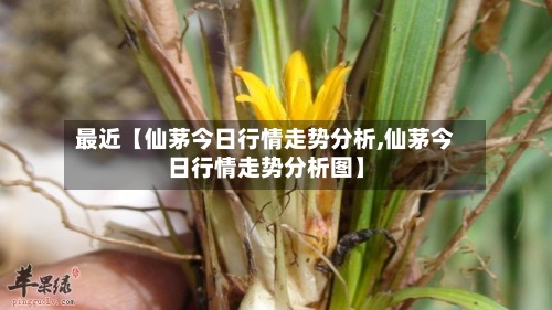 最近【仙茅今日行情走势分析,仙茅今日行情走势分析图】